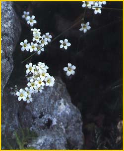   ( Androsace obtusifolia ) 