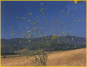   ( Bupleurum kurdicum ) Flore de lIran 