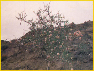   ( Calligonum junceum ) Flore de lIran 