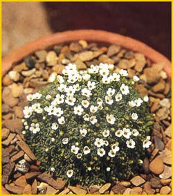  ( Androsace pubescens ) 