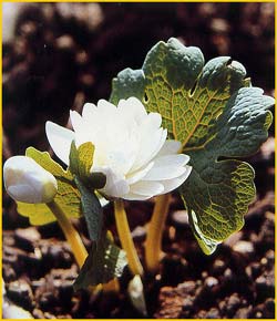    ( Sanguinaria canadensis 'Flore Plena' )