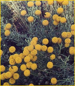   ( Santolina rosmarinifolia )