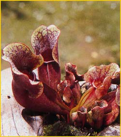   (Sarracenia purpurea)