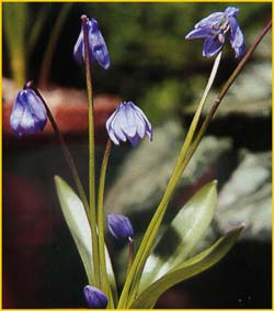   .  ( Scilla sibirica ssp. armena )