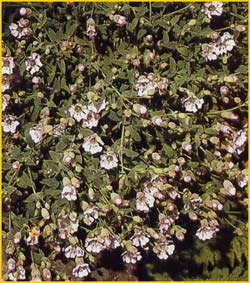  /   /   ( Silene vulgaris / Silene latifolia )