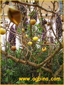  ( Solanum sodomaeum )