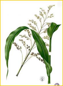  /   ( Sorghum saccharatum ) Flora de Filipinas 1880-1883 by Francisco Manuel Blanco
