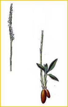   ( Spiranthes autumnalis ) Atlas des plantes de France 1891 A. Masclef
