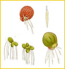  ( Spirodela polyrrhiza  ) Bilder ur Nordens Flora (1926) by Carl Lindman