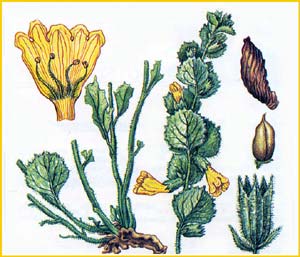    ( Spirostegia bucharica ),    