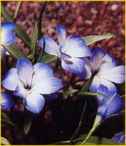  - .  ( Tecophilaea cyanocrocus var. leichtlinnii )