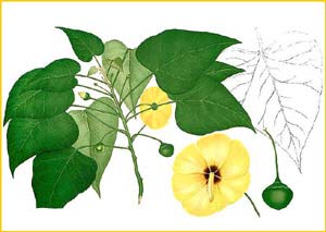   ( Thespesia populnea ) Flora de Filipinas 1880-1883 by Francisco Manuel Blanco