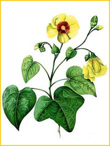  ( Thespesia sublobata ) Flora de Filipinas 1880-1883 by Francisco Manuel Blanco
