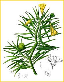   ( Thevetia neriifolia / peruviana ) Flora de Filipinas 1880-1883 by Francisco Manuel Blanco
