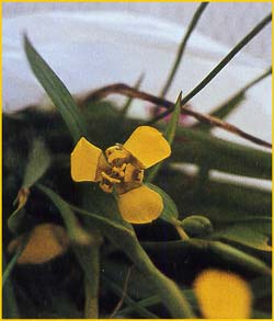    ( Trimezia martinicensis )