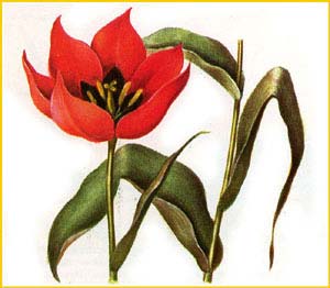     ( ulipa subquinquefolia ),    