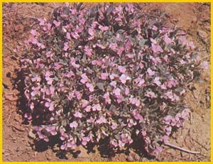   .  ( Ajuga chamaecistus ssp. chamaecistus ) Flore de lIran