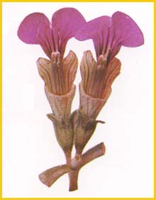   .  ( Ajuga chamaecistus ssp. euphrasioides ) Flore de lIran