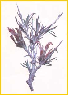  .  ( Ajuga chamaecistus ssp. scoparia ) Flore de lIran