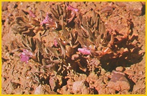   .  ( Ajuga chamaecistus ssp. tomentella ) Flore de lIran