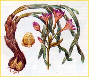   ( Ungernia spiralis ),    