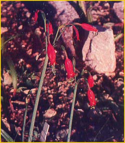   ( Urceolina peruviana )