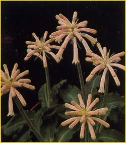    ( Veltheimia capensis )