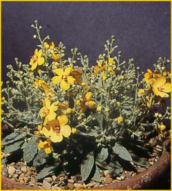       'Letitia' ( Verbascum dumulosum x spinosum 'Letitia' )