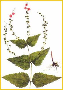   ( Veronica urticifolia ),     
