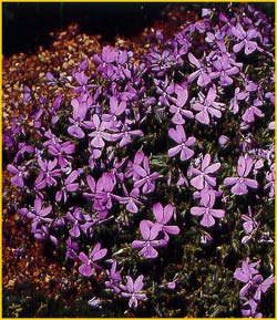   .  ( Viola cornuta var. minor )