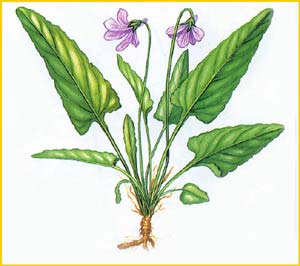   ( Viola hissarica ),    