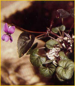   .  ( Viola labradorica var. purpurea )