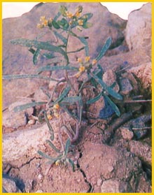   .   ( Alyssum linifolium var linifolium ) Flore de lIran
