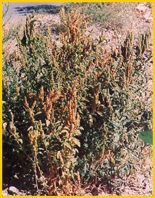   .  (Amaranthus chlorostachys var chlorostachys)  Flore de lIran