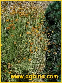   ( Helichrysum italicum )