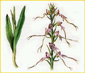   ( Himantoglossum caprinum ),    