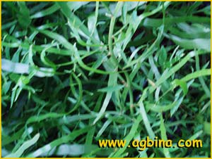     ( Homalocladium platycladum / Muehlenbeckia platyclados )