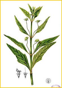   .  ( Hyptis capitata var. maculata ) Flora de Filipinas 1880-1883 by Francisco Manuel Blanco