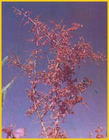   ( Prunus / Amygdalis lycioides ) Flore de lIran