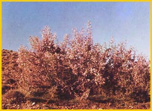   .  ( Prunus / Amygdalis lycioides var. horrida ) Flore de lIran