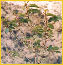   ( Prunus / Amygdalis wendelboi ) Flore de lIran