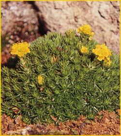   'Makedonica' ( Saxifraga juniperifolia 'Makedonica' )