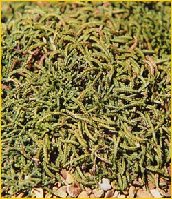   ( Selaginella denticulata )