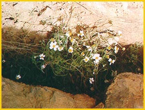  - .  ( Anthemis odontostephana var. tubicina ) Flore de lIran
