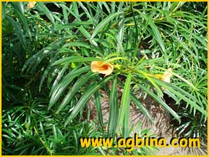   ( Thevetia neriifolia / peruviana )