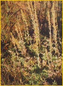   ( Artemisia armeniaca ) Flore de lIran 