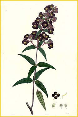   ( Osbeckia ternifolia ) Curtis's Botanical Magazine