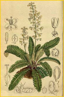   ( Pteridophyllum racemosum ) Curtis's Botanical Magazine 1918