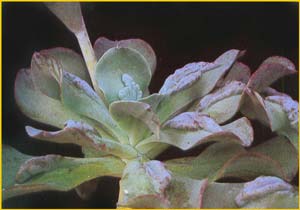   ( cheveria gibbiflora var. carunculata )