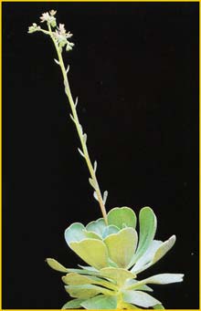   .  ( cheveria gibbiflora var. metallica )